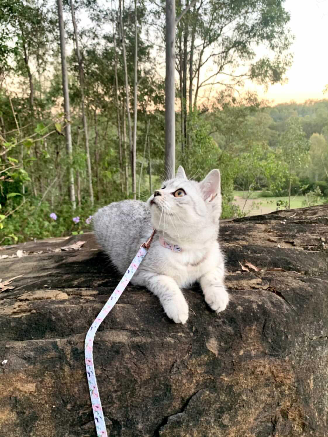 Coco & Pud Cat Harness & Lead