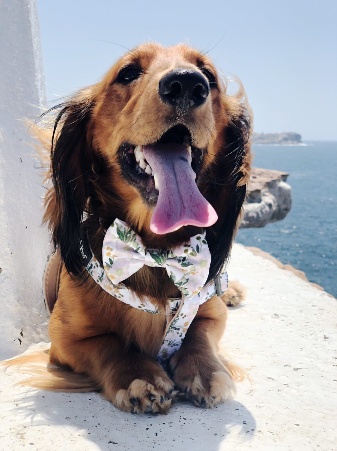 Henry in Coco & Pud Windflower Uniclip Lite harness