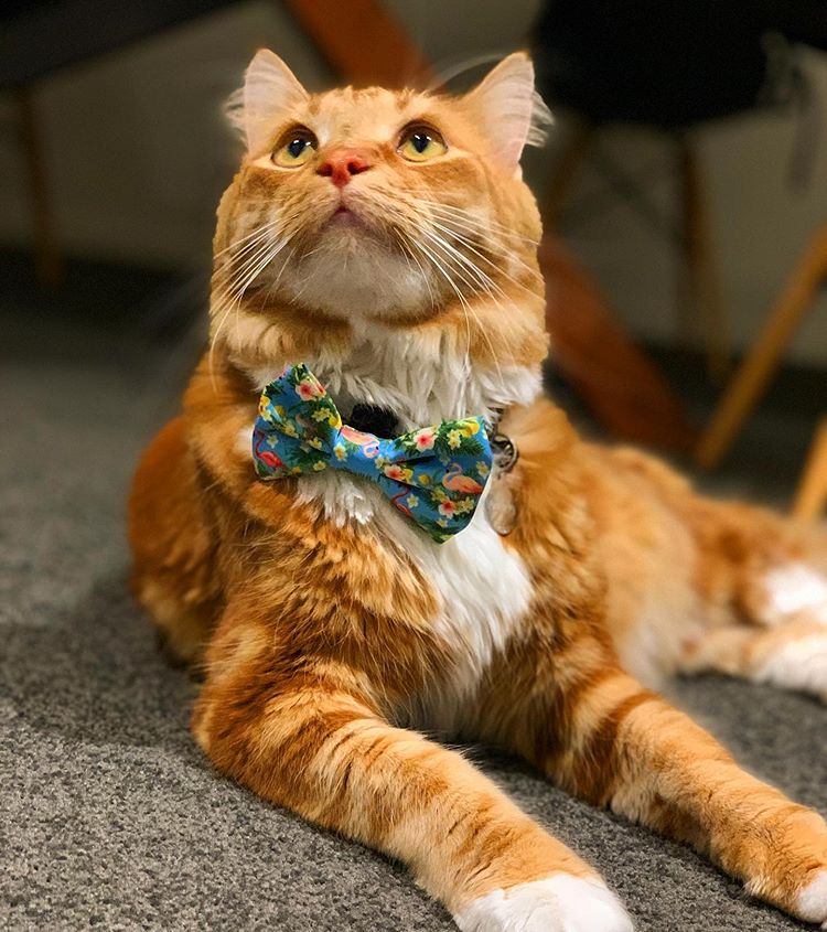 Coco & Pud Flamtingo Tropical Cat Collar & Bowtie