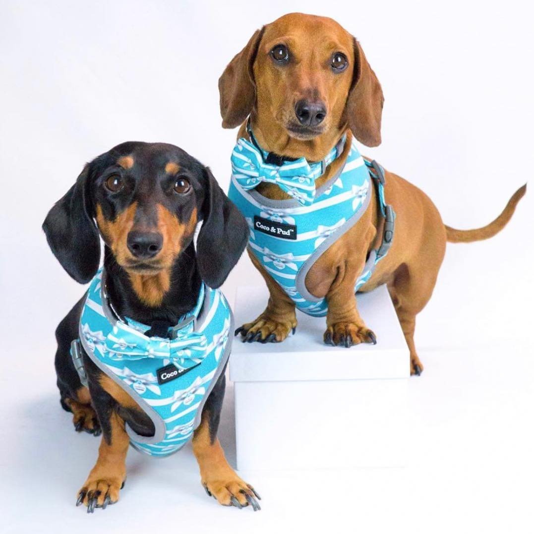 Coco & Pud Audrey Dog Harness, Dog Collar & Dog Bowtie