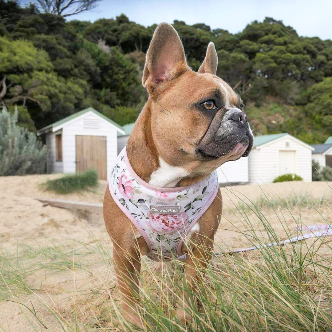 Coco & Pud Le Jardin Reversible Dog Harness