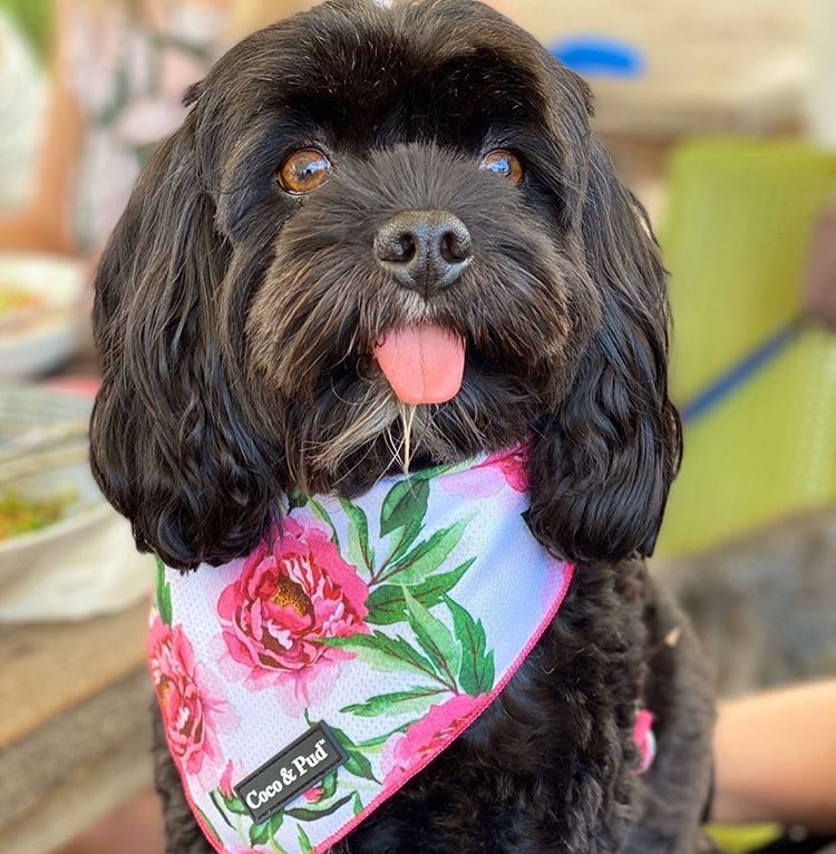 Pepperpot in Coco & Pud Peony Dog Bandana