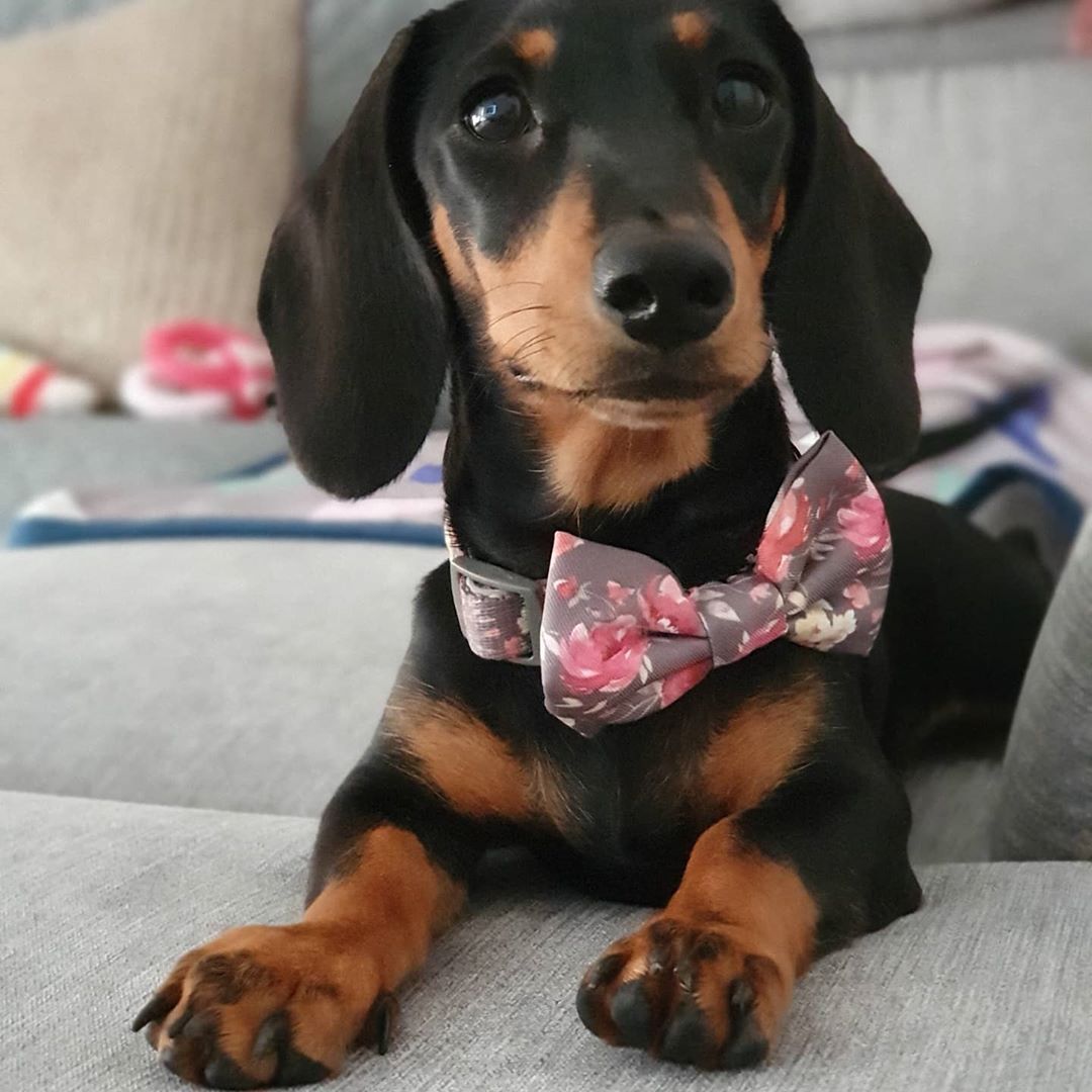 Vintage Garden Dog Collar